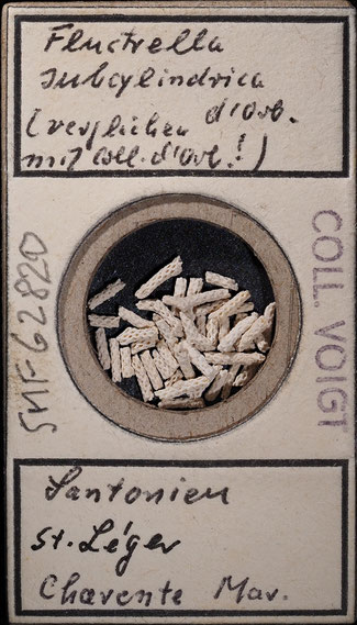 Senckenberg, Bryozoa, Bryozoen, Moostierchen, Sammlung Voigt