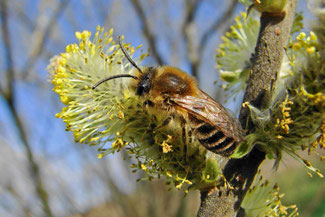 Die Seidenbiene Colletes cunicularius sammelt ausschließlich Weidenpollen. (http://www.naturspaziergang.de/Wildbienen/Colletinae/Colletes_cunicularius.htm)
