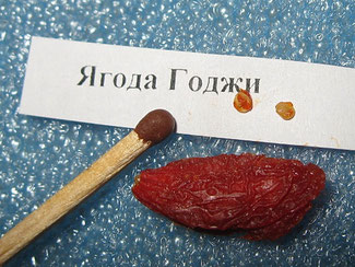 Годжи, тибетский барбарис. Грунт "лимон", сеять семена поверхностно или слегка присыпать,не терпит перелива, всходы с 4 дня.