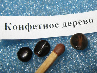 Говения, конфетное дерево.Грунт "лимон", семена замочить на12-24 ч с добавлением стимулятора (цыркон), заглубить на два семени, поставить в дверь холодильника на стратификацию, на 60 дней.