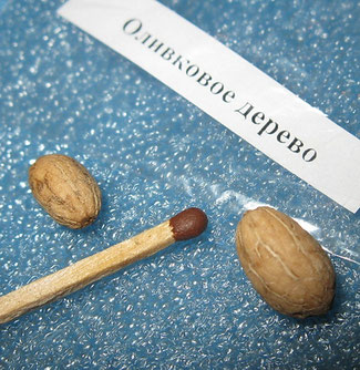 Олива.Грунт нейтральный, семена надпилить(скарифицировать) замочить на сутки в стимуляторе, всходит до 6 месяцев.