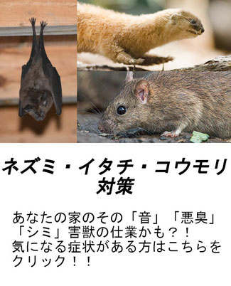 ネズミ　イタチ　コウモリ