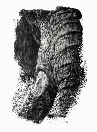 elephant brushstrokes drawing by french pencil artist Magali Lapeyre-Mirande éléphant coups de pinceaux dessin artiste dessinatrice