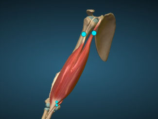 bíceps lateral