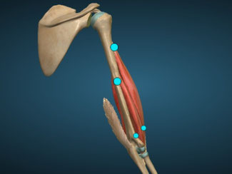 bíceps posterior