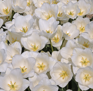 Einfache frühe weiße Tulpen ideal für den Naturnahen Garten bei www.the-golden-rabbit.de