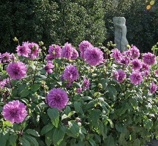 Lilac Time