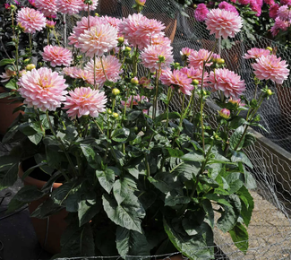 Pink Magic
