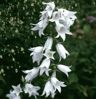 Campanula Trachelium "Alba" - Nesselblättrige Glockenblume - Die ideale Blume für feuchte Wiesen bei www.the-golden-rabbit.de