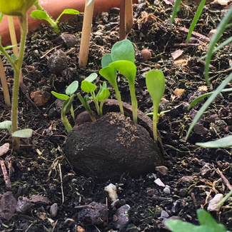 Die ersten Samen keimen aus einem Seedball. Bei www.the-golden-rabbit.de