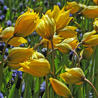 Die schönstenWildtulpen / Weinbergtulpen bei www.the-golden-rabbit.de