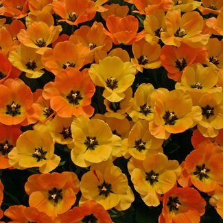 Schöne frühe tulpen in Orange bei www.the-golden-rabbit.de