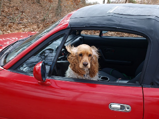 (窓開けで犬に外を眺めさせながら運転するのは危険)