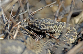Kreuzotter (Foto: E. Pfeuffer)