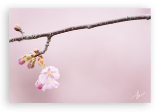 望遠400mmで本当は狙いたかった写真(泣)