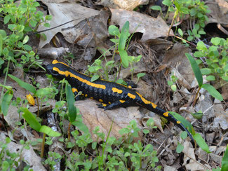 wie überwimter der Feuersalamander 