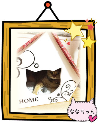 猫小屋