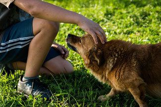 Man streichelt Hund