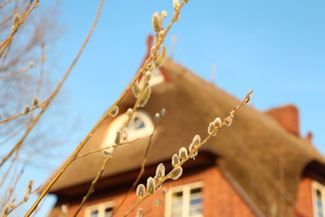 Weidenkätzchen vor blauem Himmel