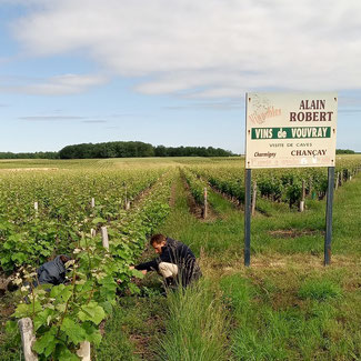 vineyard-workshop-disbudding-Loire-Valley-wine-tours-tastings-Amboise-Vouvray-Tours