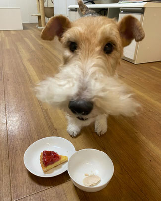 ご馳走食べてご満悦な看板犬
