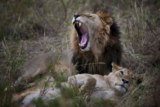 leone Masai Mara lions in2kenya safari watamu kenya great migrations 