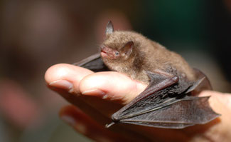 Chauve-souris Murin de Daubenton - Photo de Gilles San Martin.