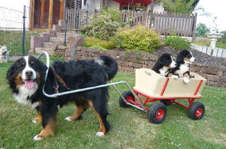 Ein Bernersennenhund zieht einen Bollerwagen.
