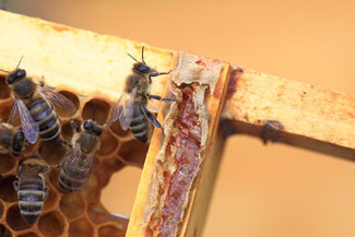 Das rötlich-gelbe Propolis findet man an Rähmchen.