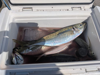 5/10 SLJ&タイラバ