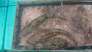 7/19 ボートマゴチ