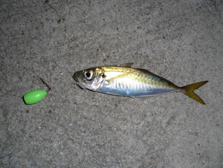 泳がせ釣りでは、「小アジ」を餌にすることが多い