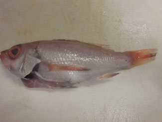 アカムツ ノドグロ クロムツ料理 調理法 釣り アウトドア