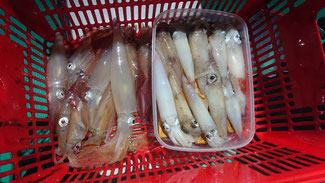 8/2 夜焚きイカメタル