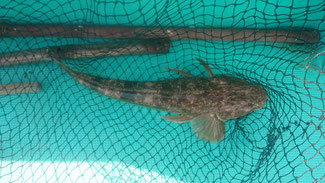 7/23 ボートマゴチ釣り場調査