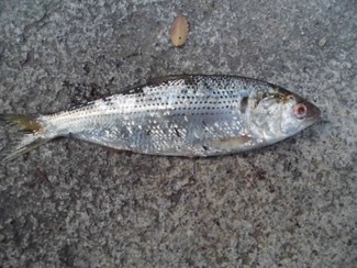 コノシロ（アジ）の釣り方　はこちらからどうぞ