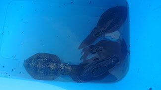 9/3 ティツプラン調査釣行