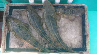 8/29 ボートマゴチ釣り場調査