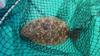 7/29 ボートマゴチ釣り場調査