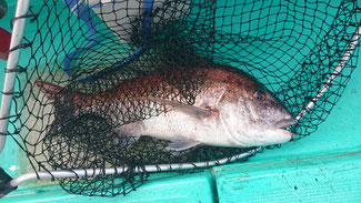 7/16 ボートマゴチ釣り場調査