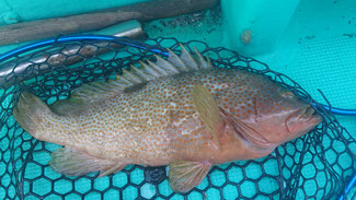 7/31 ボートマゴチ釣り場調査