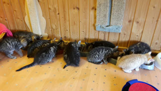 seit Mai 2016 befinden sich ca 20 Kitten bei uns