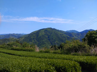 お茶畑の向こうに菩提山