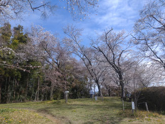 白岩寺山は春満開