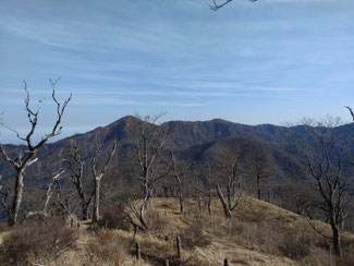 山頂から、ブナ越しに丹沢の主役、蛭が岳。