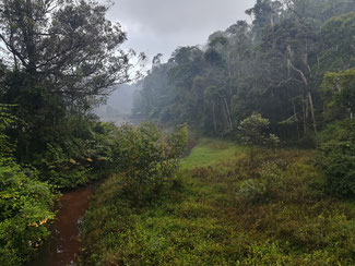 Vista sulla foresta pluviale dal nostro hotel