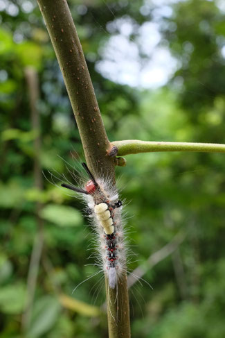 Nord Laos - Papillons