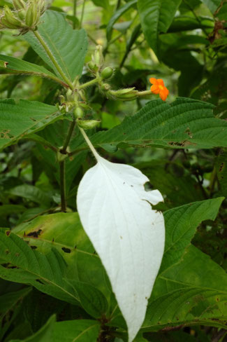 Sud Phongsaly - Flore
