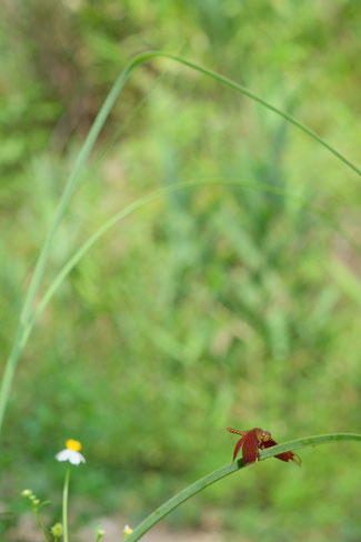 Nord Laos - Insectes