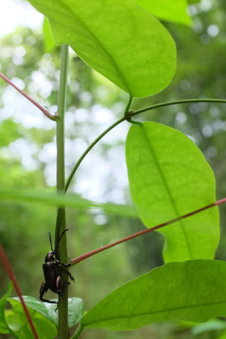 Nord Laos - Insectes